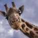 Questo circo continua infatti a possedere animali: ci sono dromedari, lama, zebre, ippopotami, foche e anche tigri.Noi per amiamo i nostri animali  dichiara con fermezza Genny . Pensate che alla giraffa che vedete qui non appena inizia il freddo le mettiamo una copertina e la teniamo in un alloggio riscaldato